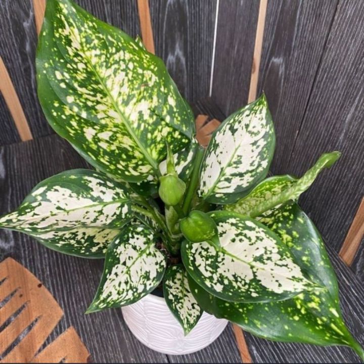 Aglaonema snow white indoor and semi outdoor houseplant with tob and soil 1 piece