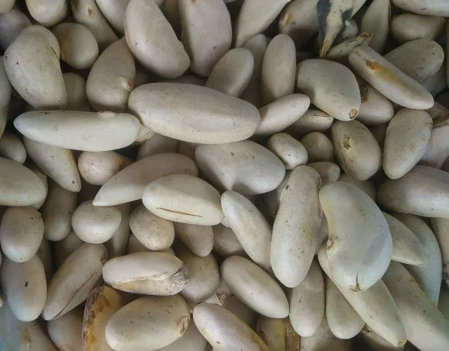 Jack%20Seed%20Curry%20(Kos%20ata%20kalupol%20maluwa)%20-%20Image%203