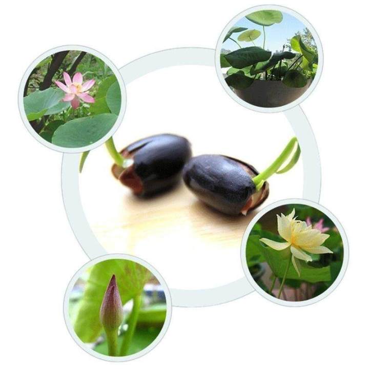 10%20PCs%20mixed%20Lotus,%20small%20seeds,%20all%20year%20old,%20100%25%20genuine%20lotus%20seed,%20small%20lotus%20seeds,%20lotus%20flower%20seeds,%20lotus%20flower%20seeds,%20auspicious%20tree,%20dwarf%20tree,%20lotus%20flower%20seeds%20mini%20lotus%20seeds%20waterlily%20flower%20seeds%20-%20Image%205