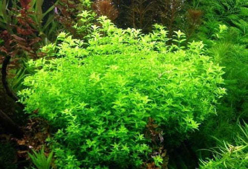 Aqua Plant World - Pearl Weed (Hemianthus Micranthemoides) - Live Aquatic Fast Growing Plant - 10 stems