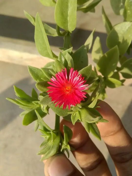baby sun rose live plant with pot