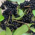 Abilla rare Sri Lankan fruit plant. 