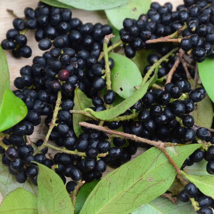 Abilla%20rare%20Sri%20Lankan%20fruit%20plant%20-%20Image%202