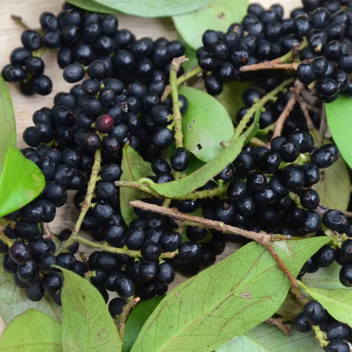 Abilla%20rare%20Sri%20Lankan%20fruit%20plant%20-%20Image%202