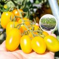 Thai Cherry Tomato Yellow - 20 PCS Seeds F1 Hybrid.