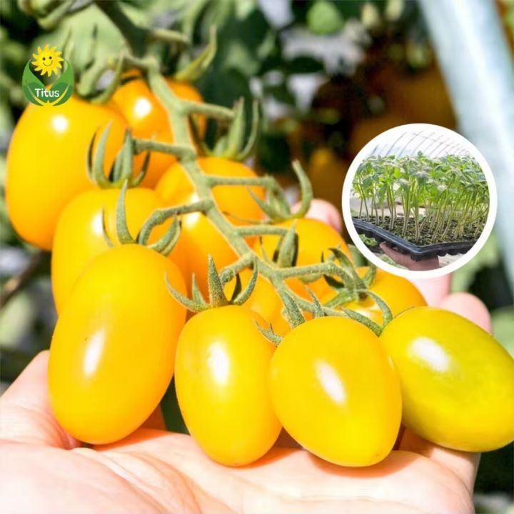 Thai Cherry Tomato Yellow - 20 PCS Seeds F1 Hybrid