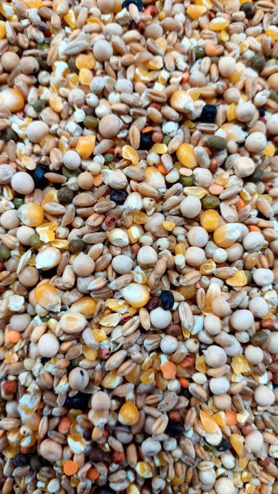 Bhanga%20Vutta%20soho%20homa%20mix%20Pigeon%20Bird%20Dove%20Mix%20-%201kg%20-%20Image%203