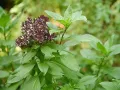 Niazbo Plant Seeds. 