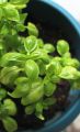 Italian Basil Plant Seeds (Italiano Classic Basil) Sweet Basil Seed. 