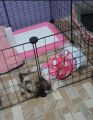Portable DIY Pet Playpen Animal Crate DIY Metal Wire Kennel Extendable Pet Fence Bunny Cage For Puppy Rabbit Small Animal Pen. 