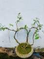 Bonsai Natural living  plant ficus benjamina. 