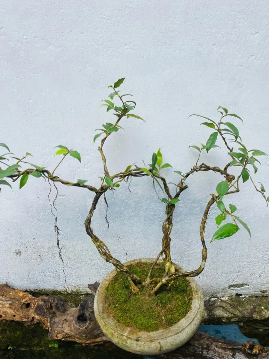 Bonsai%20Natural%20living%20%20plant%20ficus%20benjamina%20-%20Image%204