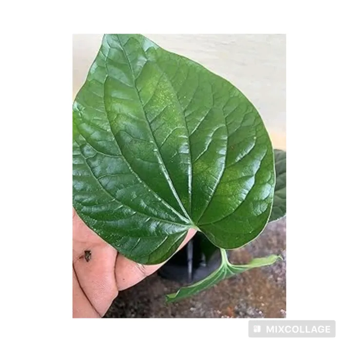 Long%20pepper-Thippili%20plant%20-%20Image%203