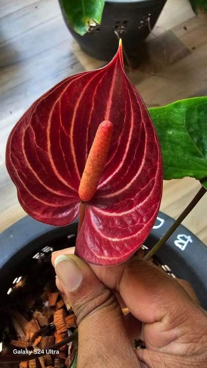 Safari anthurium