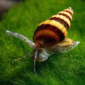 Assassin snail For planted Aquarium / fish Tank pest snail solution. 