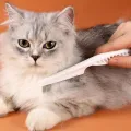 Pet Cat Dog Hair Comb Teeth Small Row Comb Eye Clean Face Flea Needle Comb Cat Dog Cleaning Floating Hair. 