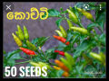 Kochchi chili 50 seeds කොච්චි ඇට. 