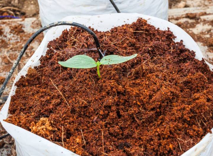 Cocopeat%20Natural%20fertilizer%20for%20germination%20and%20gardening%20use%20500gm%20-%20Image%203