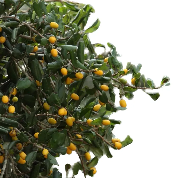 Palu%20grafted%20plant%20badda%20palu%20pala%20-%20Image%204