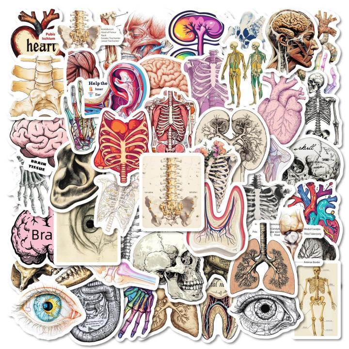 Realistic Human Body Organs Stickers, Fun Anatomy Graffiti Waterproof ...