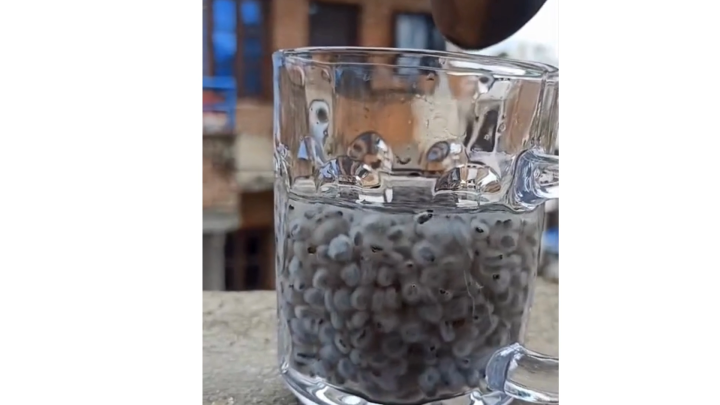 Ban Silam ( Himalayan Mint ) Seed / Bunsilam / Bansilam - 200gm