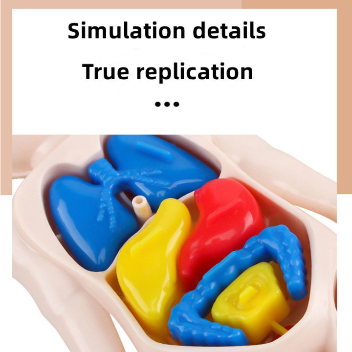 Kid Montessori 3D Puzzle Human Body Anatomy Model Educational Learning ...