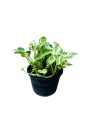 Pothos snowqueen Tricolor Plastic Pot. 