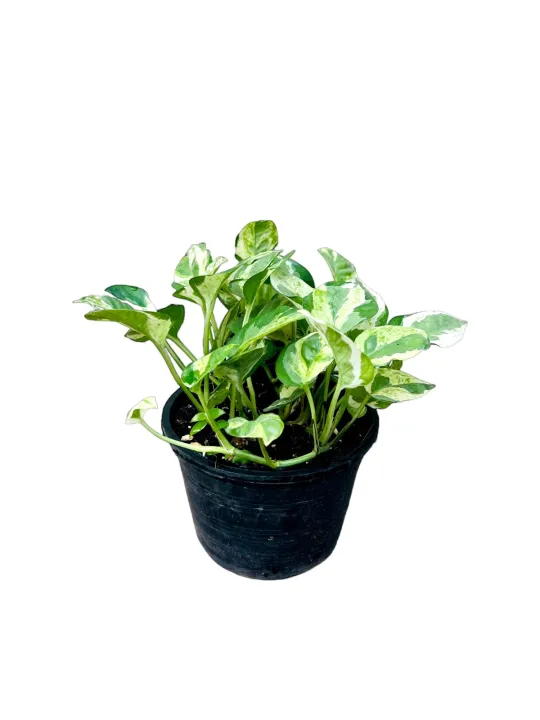 Pothos%20snowqueen%20Tricolor%20Plastic%20Pot%20-%20Image%202