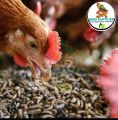 Dried BSF LARVA WORMS (1Kg) Dry Worms Dried BSF Larvae Black Soldier Fly Larvae for Chicken, Bird, Fish, Poultry Etc. 