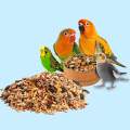 Mini Parrot Blend - Bird Seed Mix - Bird Food 1KG. 