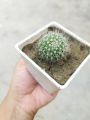 Mini cactus houseplant outdoor plant with tob and soil 1 piece. 
