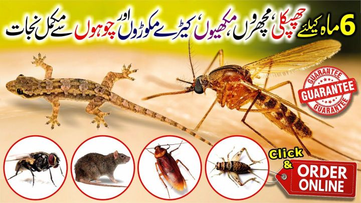 2%20Liter%20Mosquito%20Spray%20Machine%20(Imported)%20+%202%20LMBDA%20Sachet%20(Large)%20+%20Free%20Gloves%20(Complete%20Package)%20-%20Image%206