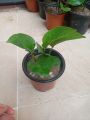 Money plant. 