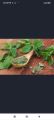 wild dry mint. 