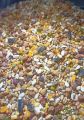 Special Mixed Feed For Pigeon Lakky Gubara Teddy Sherazi Imported Pigeon Feeds. 