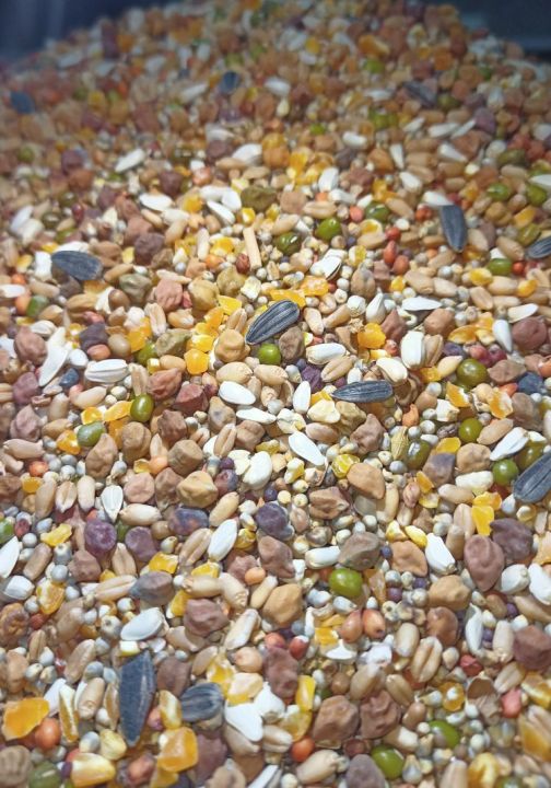 Special Mixed Feed For Pigeon Lakky Gubara Teddy Sherazi Imported Pigeon Feeds