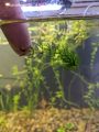 Hydrilla LOW TECH AQUATIC PLANT BUNCH OF 7 |

Aquarium Live Plants Online – Freshwater Aquarium Plants for Sale in Pakistan,. 