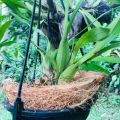 1kg Coconut Husk Fiber 100% Natural Growing Media Coir Fiber for Orchid, Anthurium & Hoya Plant Home Gardening. 
