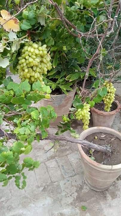 Seedless Sundar khani Grapes Vine plant with pot | Seedless grapes, Export Quality plant by Plant Parlour , Fruiting in pot | Fruit plants | Outdoor Plant