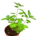 Tulsi Plant Live. 
