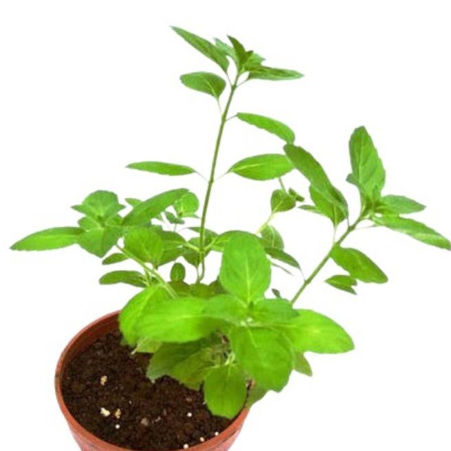Tulsi Plant Live