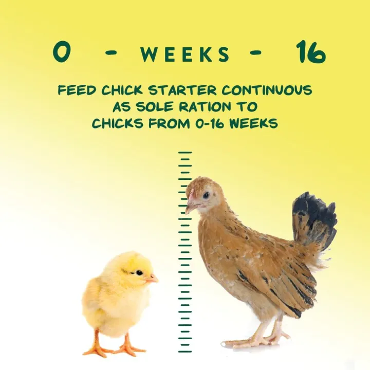 Chick%20Feed%20Crumble%20for%20Young%20Chickens%0A%0A500Gram%20-%20Image%204