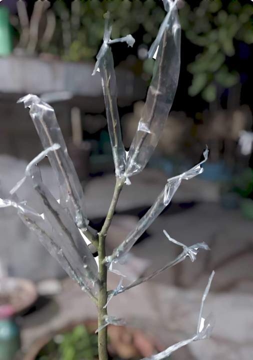 Grafting%20poly%20cap%20for%20grafting%20100gm%20tube%20polythene%201.75%20inche%20-%20Image%206