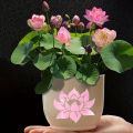 Lotus Flower Stencil Set - 2 Sizes Reusable DIY Painting Template Wall Decor. 
