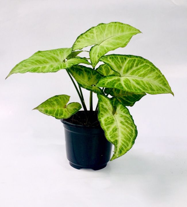 Indoor%20Home%20Decorating%20plants%20for%20your%20table%20top.%20-%20Image%204