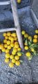 Fresh Farm-Grown Oranges - Naturally Sweet and Juicy. 