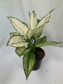 Aglonema Plant/ Indoor Plants pack- 4 plants. 