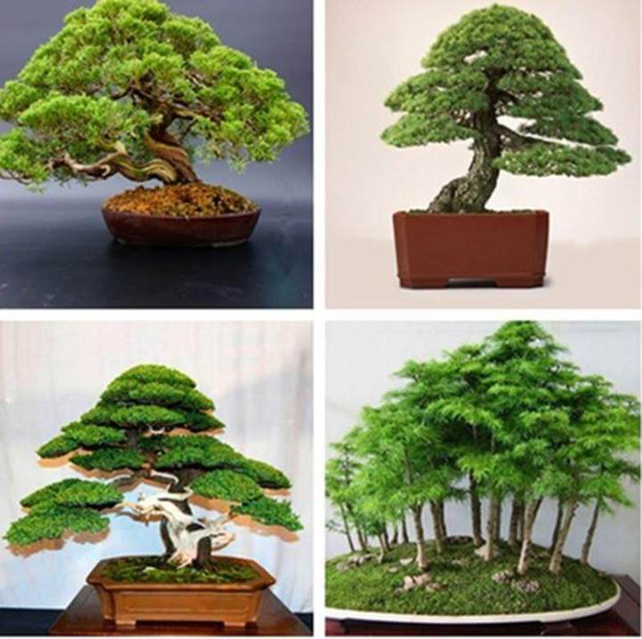 30%20seeds/sachets,%20dwarf%20trees,%20Japanese%20Pinus%20parviflora%20seeds,%20auspicious%20tree,%20pine%20leaf,%20flower%20seeds,%20pine%20tree,%20Dragon,%20bonsai,%20Japanese%20pine%20tree,%20tiered%20tree,%20bonsai,%20juniper%20tree%20-%20Image%206