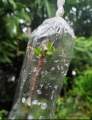 Grafting poly cap for grafting 100gm tube polythene 1.75 inche. 