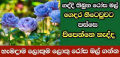 Rose fertilizer 100g pack your home garden. රෝස පොහොර. 